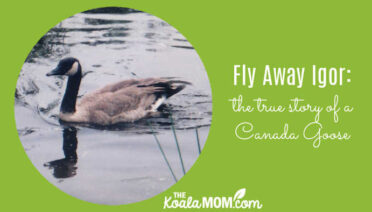 Fly Away Igor: the story of a Canada Goose