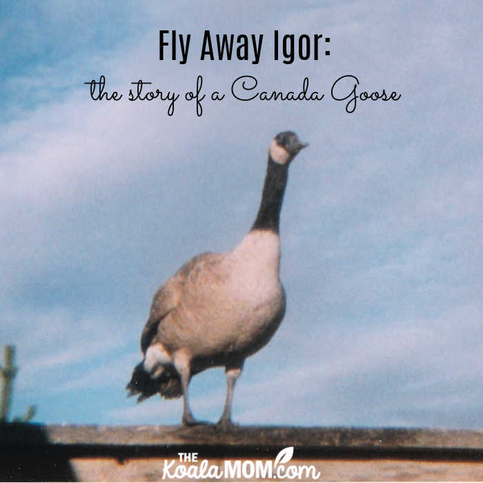 Fly Away Igor: the story of a Canada Goose