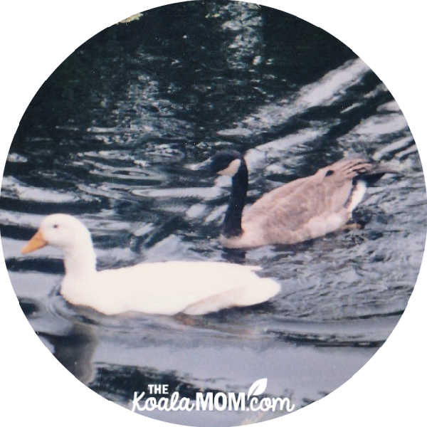 Canada goose and tame white goose swim on pond together.