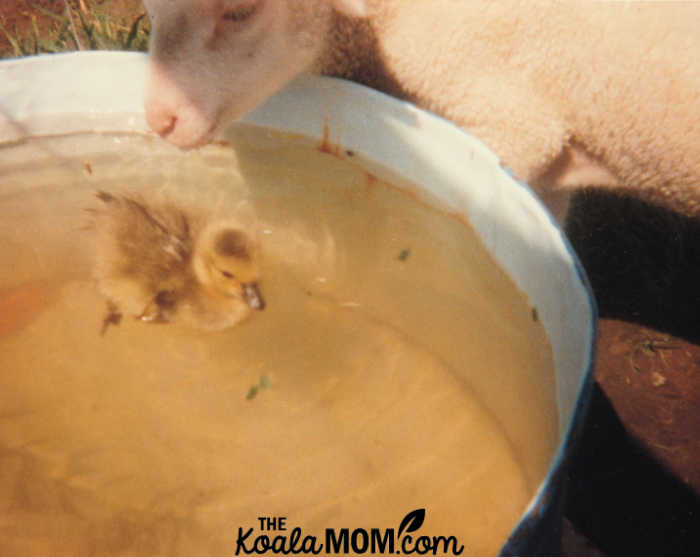 Canada goose gosling swims in a sheep's water trough.