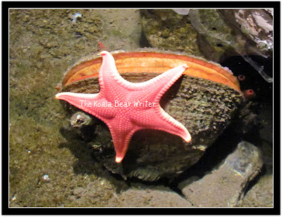 A pink starfish on a clam shell at the Pacific Undersea Gardens in Victoria, BC