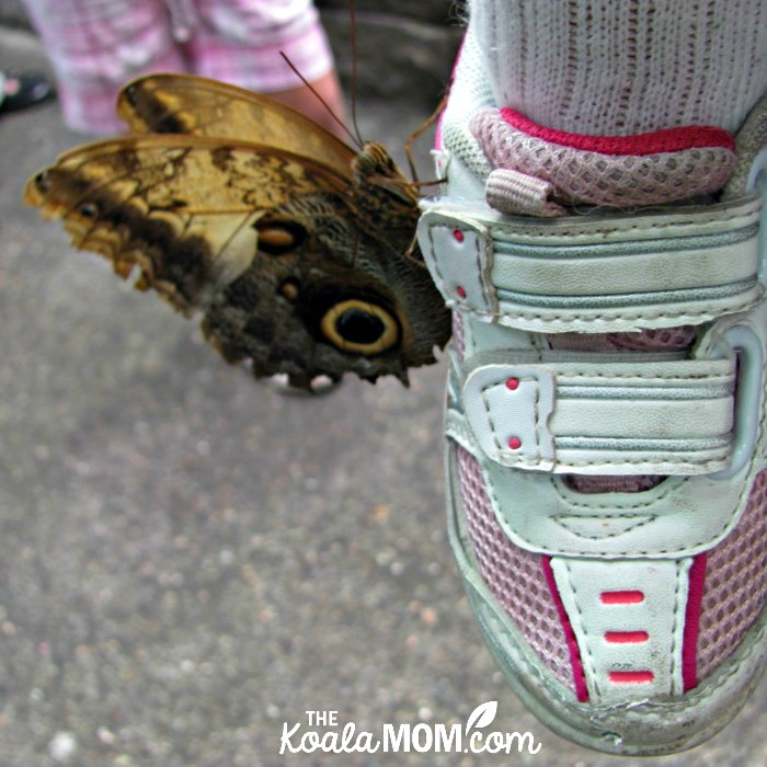 Butterfly on a toddler's shoe at the Pacific Science Center in Seattle, Washington.