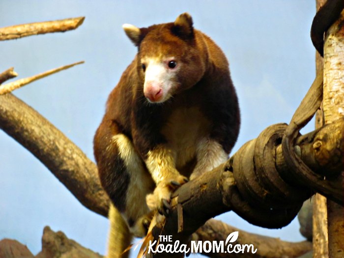 Tree Kangaroo at the Seattle Woodland Park Zoo