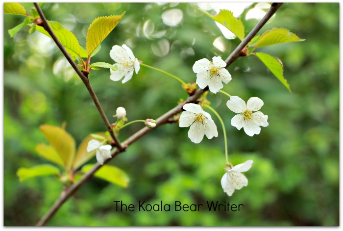 White flowers at Swan Lake Nature Sanctuary
