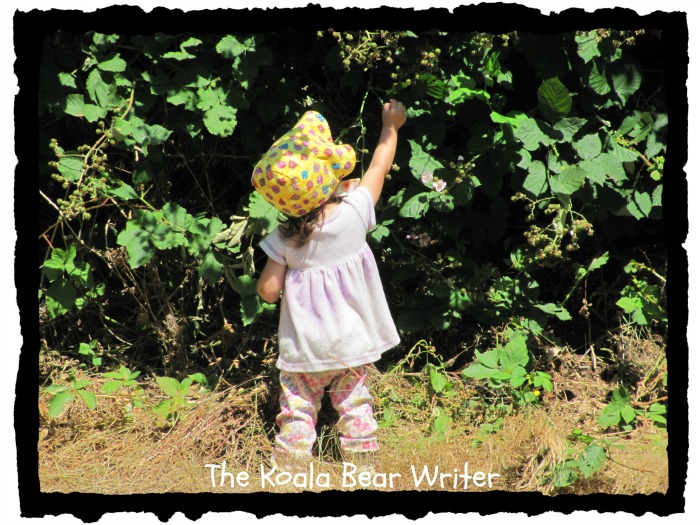 Toddler picking blackberries