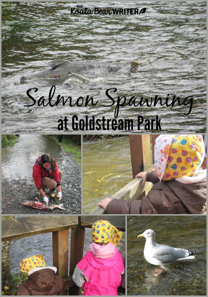 Salmon spawning at Goldstream Park