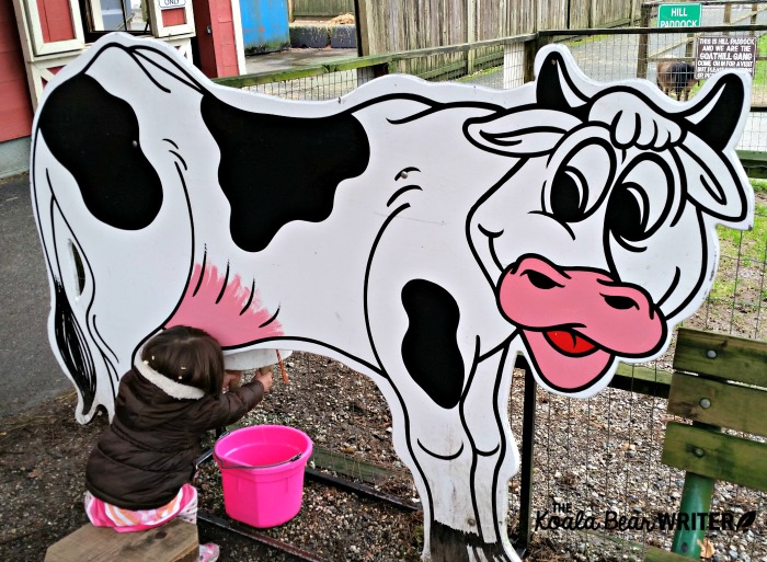 Toddler "milking a cow" at an educational farm in Vancouver, BC