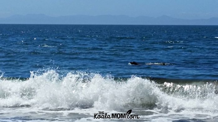 Seal in the waves at Mystic Beach