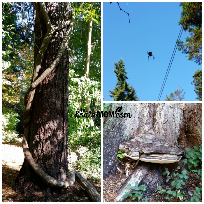 Flora and fauna at the UBC Botanical Gardens