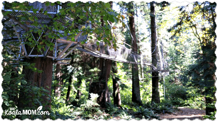 The canopy walk at UBC