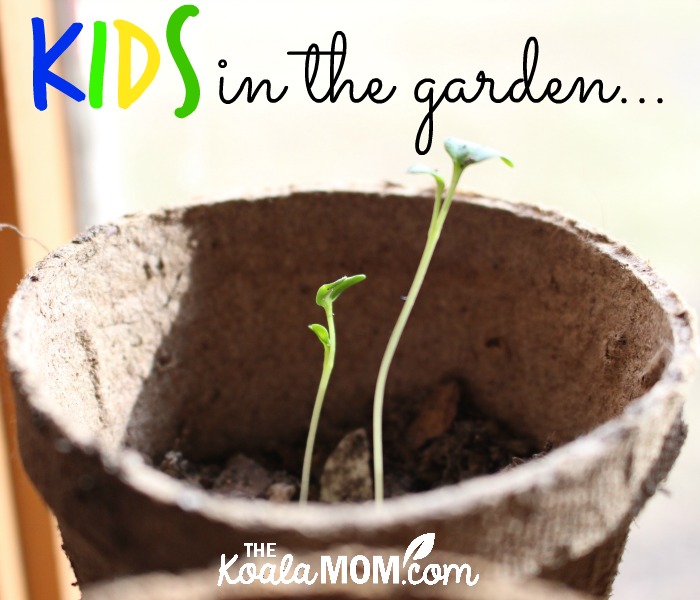 Kids in the Garden (two sprouds growing in a peat pot by a window)