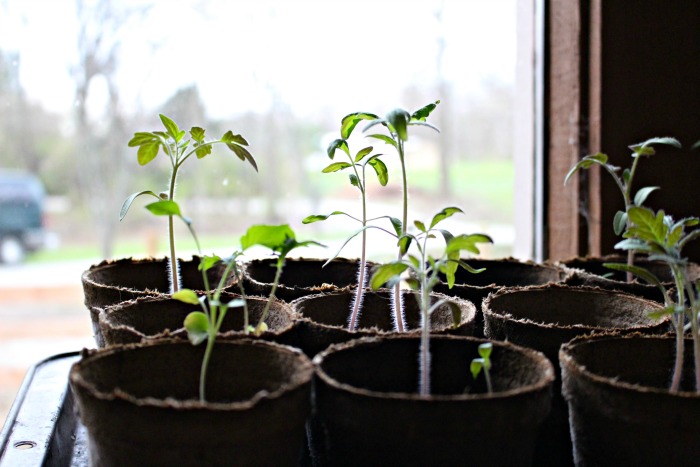 More sprouts in peat pots