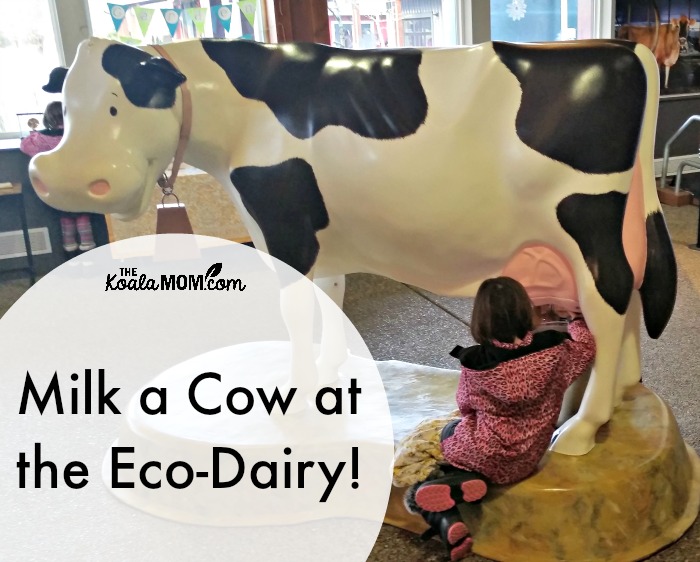 Milk a cow at the Eco-Dairy!