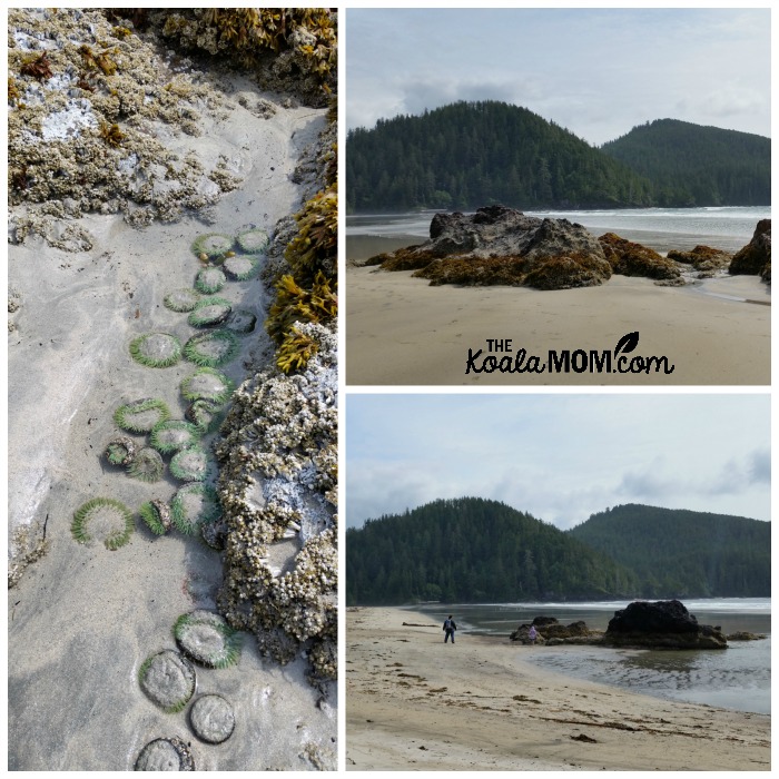 Sandy anenomes on the beach at San Josef