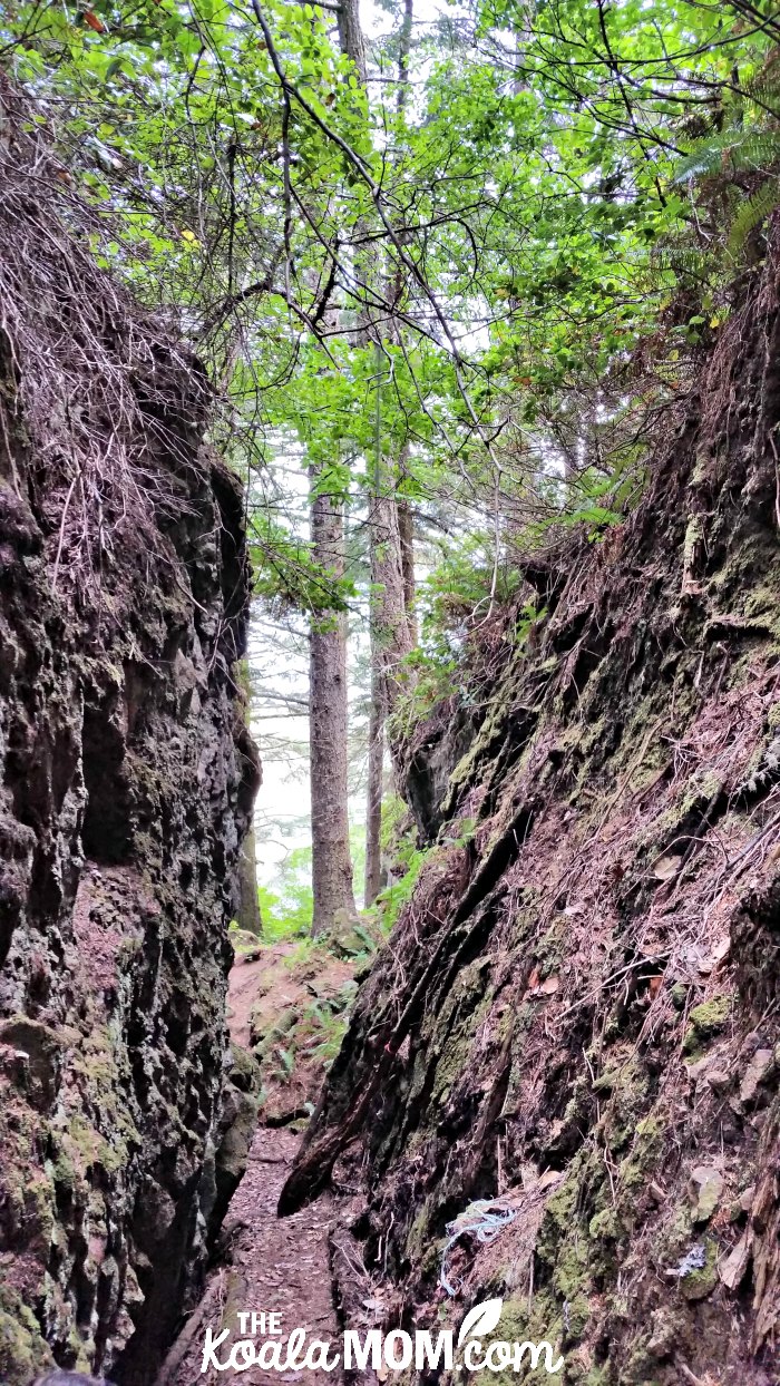 Canyon on the Tex Lyon Trail near Port Hardy, BC