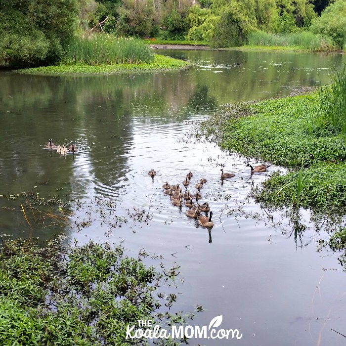 A family of Canada Geese explore the water at Jericho Beach.