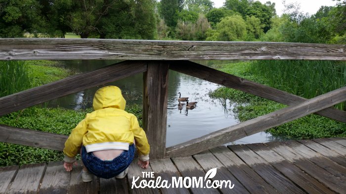 Two-year-old Pearl squats down on a bridge to watch a family of Canada Geese.