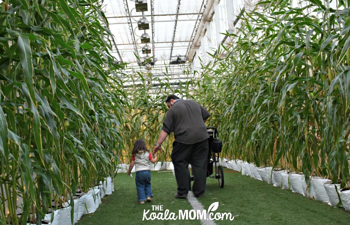 Daddy and toddler in the corn maze at Harvest Glow.