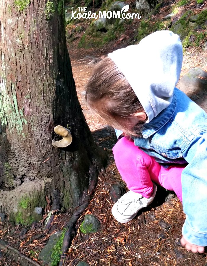 Girl checking out a banana slug on a cedar tree.