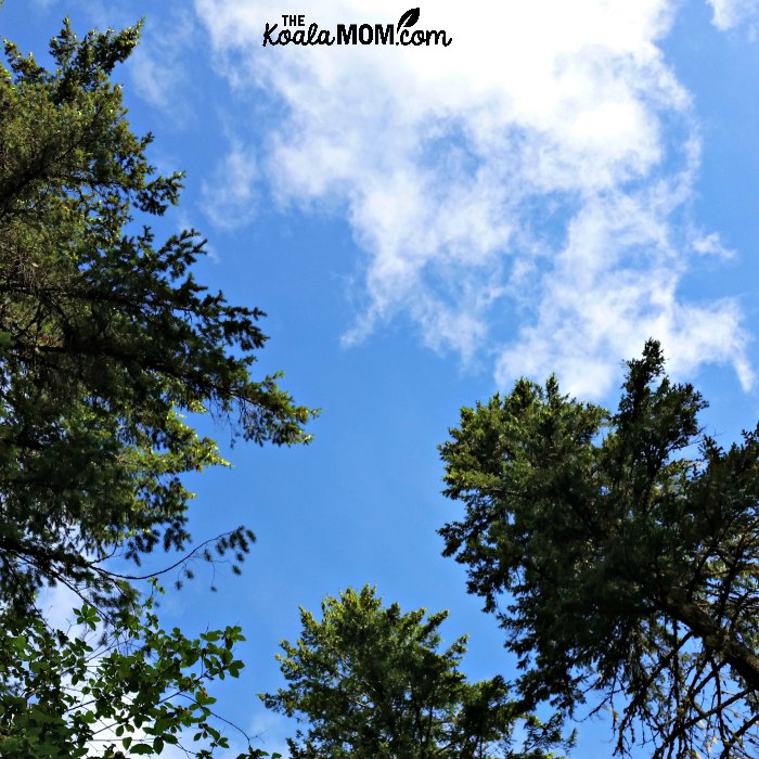 Blue sky in the morning above Nairn Falls Campground.