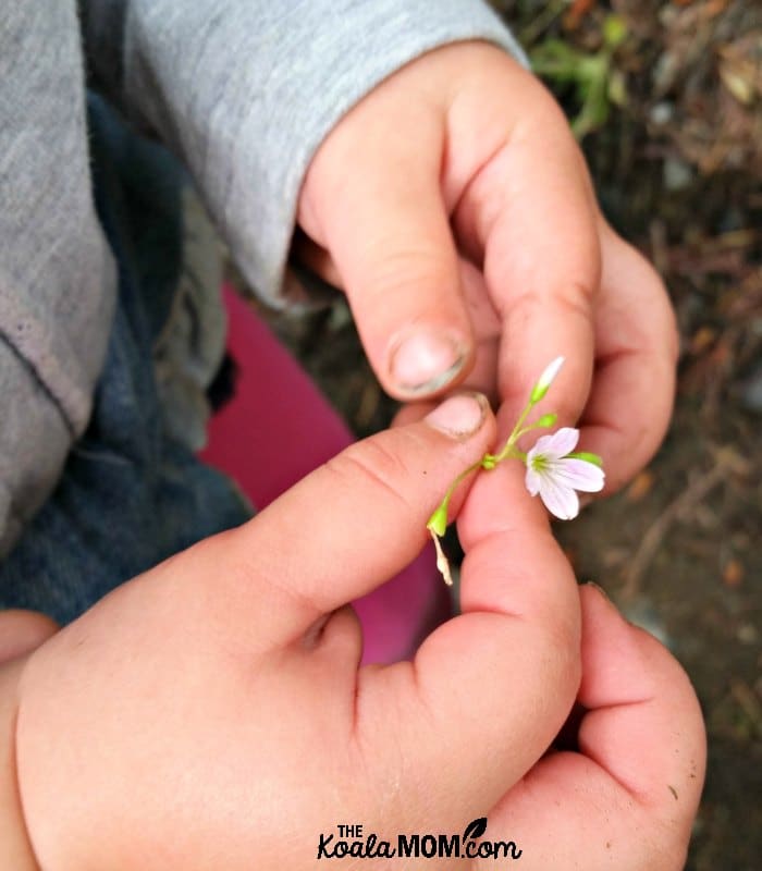 Toddler holding a tiny pink flower.