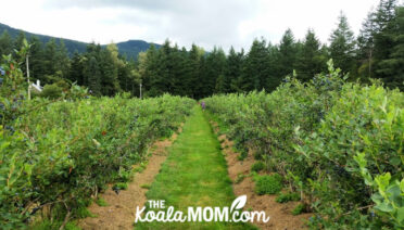 U-pick blueberry bushes.
