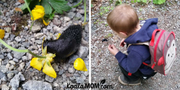 Toddler boy watching slugs.