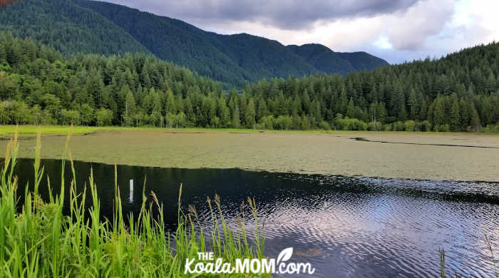 Beaver lodge in Minnekhada Regional Park.