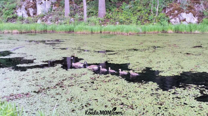 Canada Goose family paddling on a marsh.