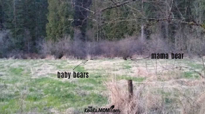 bear family eating in a marsh.