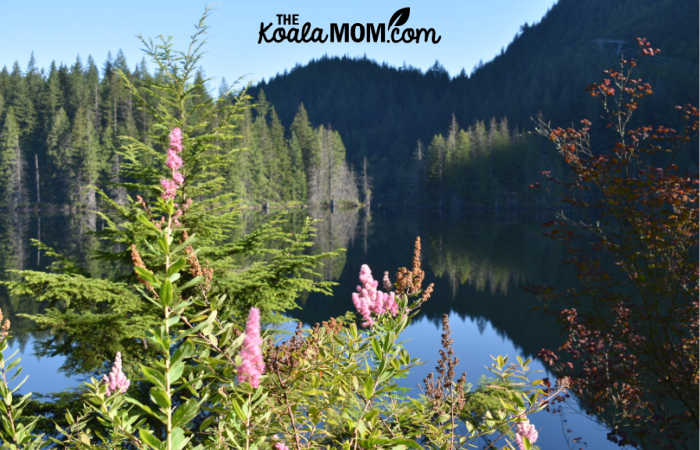 Pink flowers and mountains and still waters in Belcarra Regional Park.