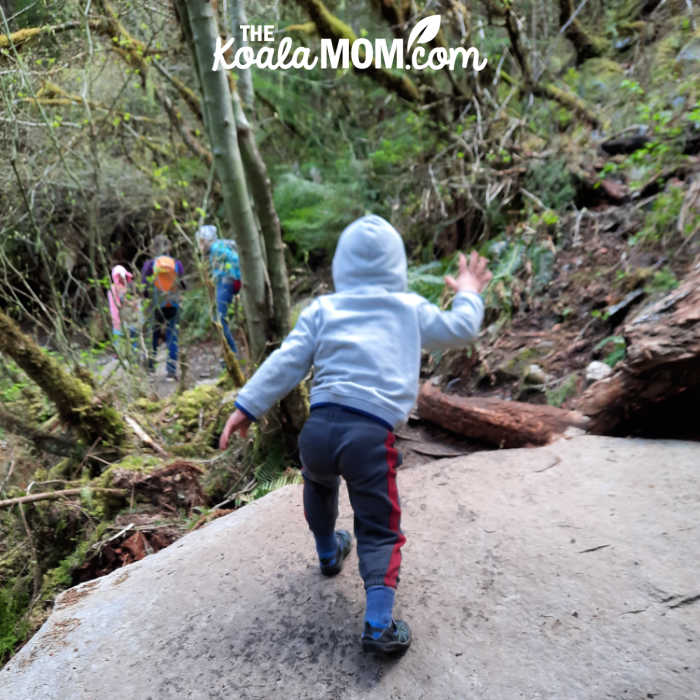 3-year-old hikes over a large flat rock on the trail.