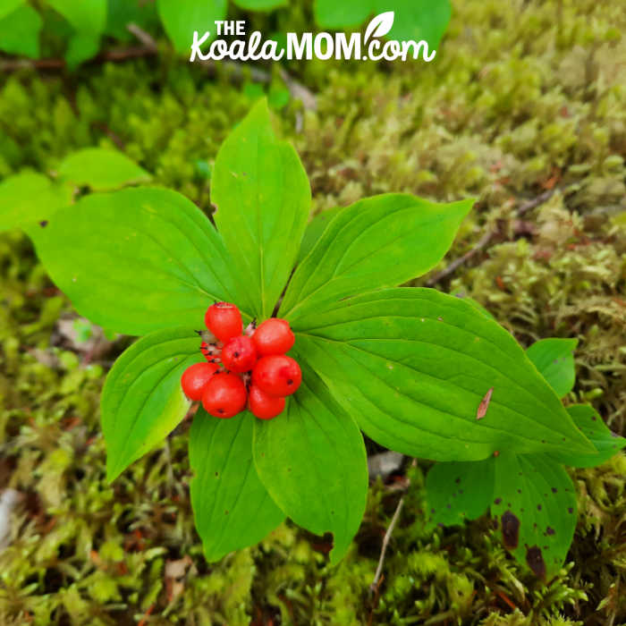 Bunchberry