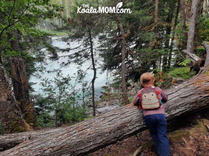 Three-year-old stopping to view a fallen log on the West Lake Loop.