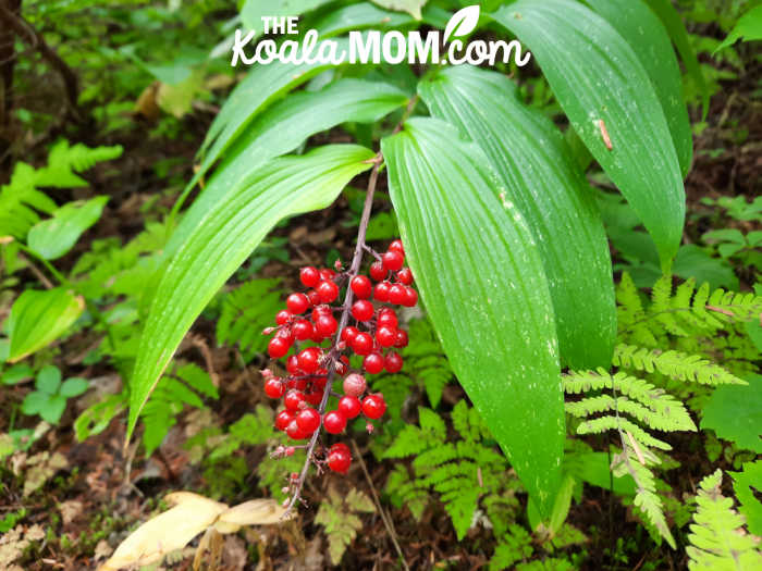 Another red berry plant on the West Lake Loop Trail in Wells Gray.