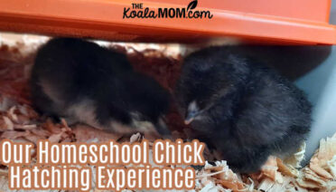 Our Homeschool Chick Hatching Experience