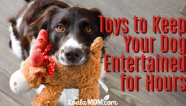 Toys that Will Keep Your Dog Entertained for Hours on End. Photo by Jesper Brouwers on Unsplash