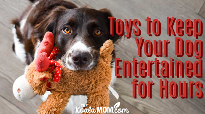Toys that Will Keep Your Dog Entertained for Hours on End. Photo by Jesper Brouwers on Unsplash