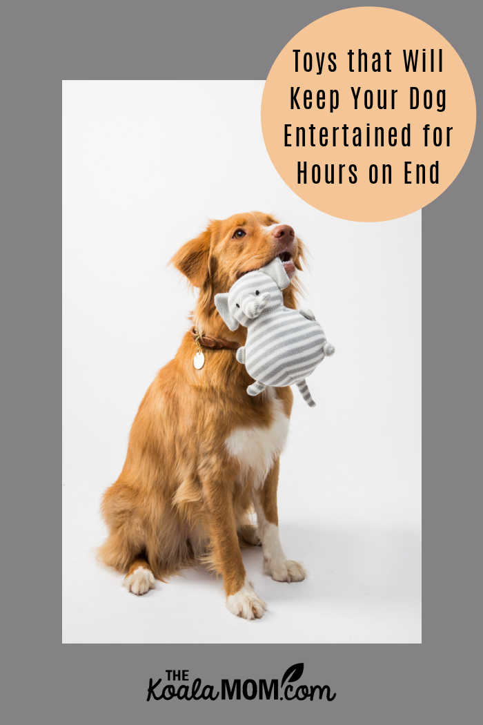 Toys that Will Keep Your Dog Entertained for Hours on End. Photo by FLOUFFY on Unsplash.