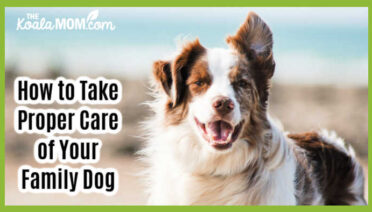 How to Take Proper Care of Your Family Dog. Photo of long-haired brown-and-white dog by Pauline Loroy on Unsplash