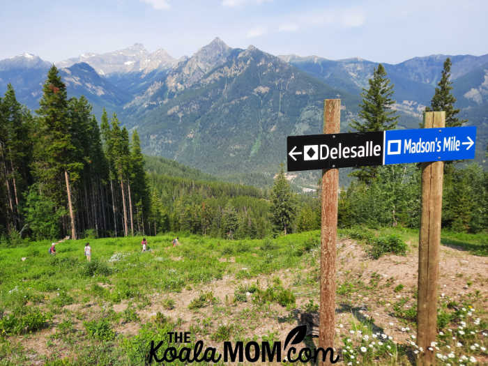 Signs for a black diamond and blue ski run in the summertime.