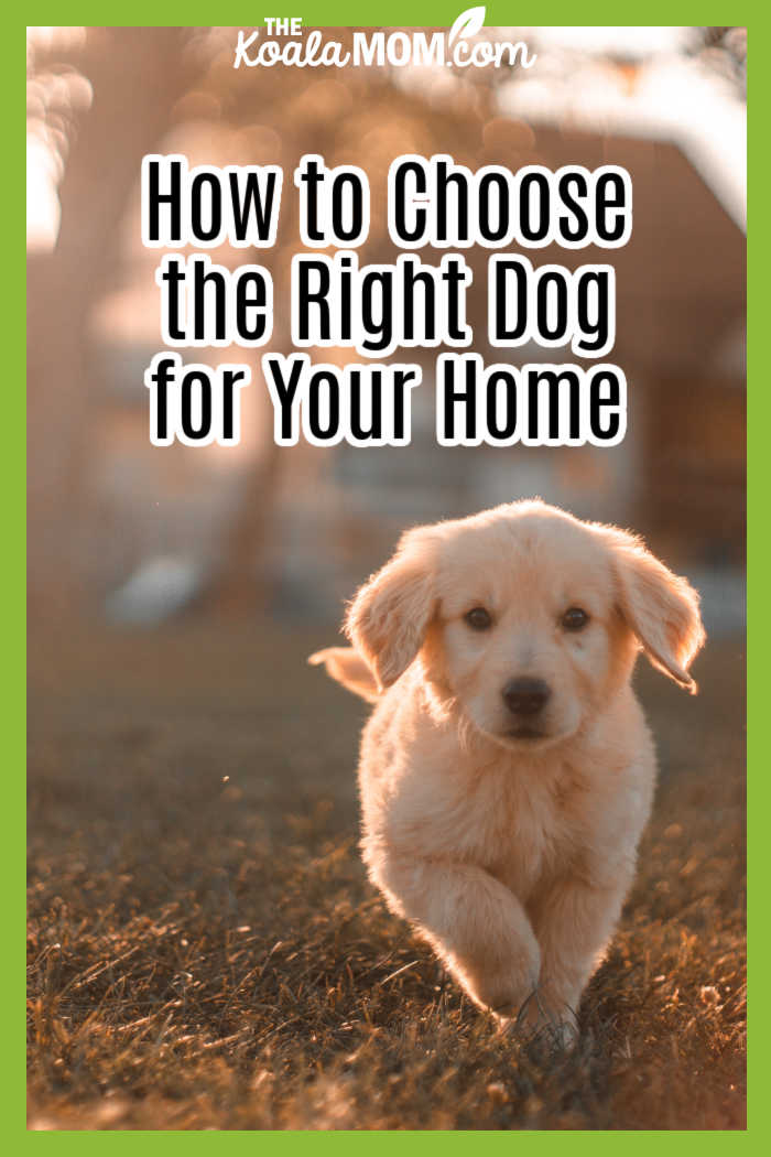 How to Choose the Right Dog for Your Home. Photo of yellow labrador puppy running on sunny day by Cristian Castillo on Unsplash