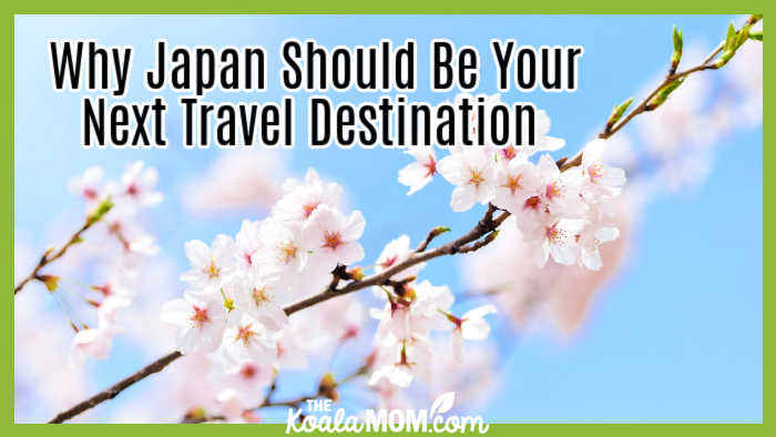  Why Japan Should Be Your Next Travel Destination. Image of cherry blossoms against a blue sky from Pixabay