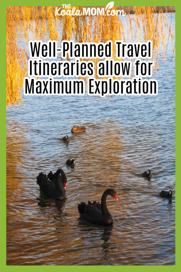 Well-Planned Travel Itineraries allow for Maximum Exploration. Photo of black swans floating under golden tree in Canberra by Bonnie Way.
