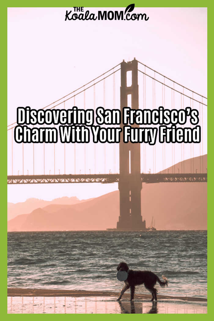 Discovering San Francisco’s Charm With Your Furry Friend. Photo of dog playing frisbee on a beach by the Golden Gate Bridge by Juan Domenech on Unsplash.
