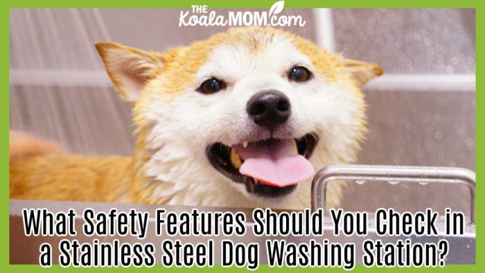 What Safety Features Should You Check in a Stainless Steel Dog Washing Station? Photo of smiling tan and white dog standing in a stainless steel bath by Makiko Fujimoto via Pexels.