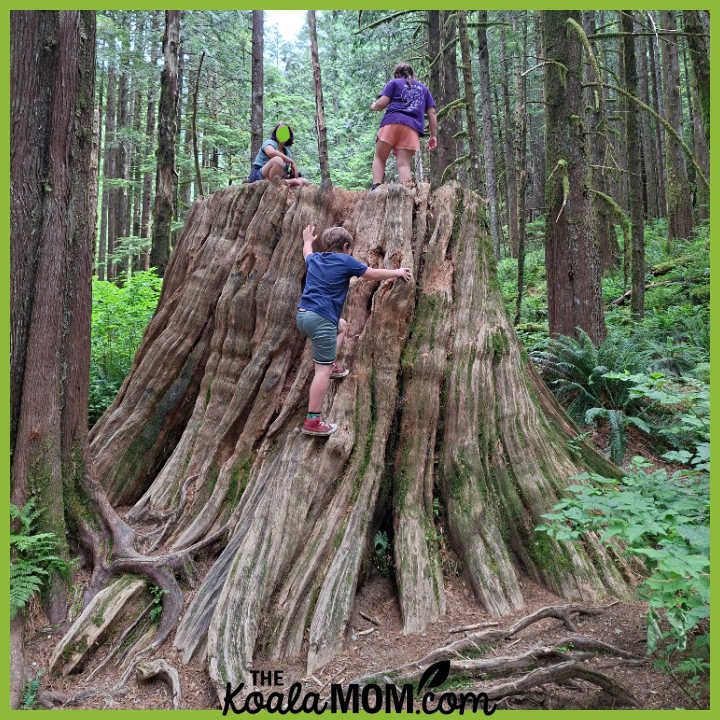 Photo of three kids climbing on a huge stump by Bonnie Way.