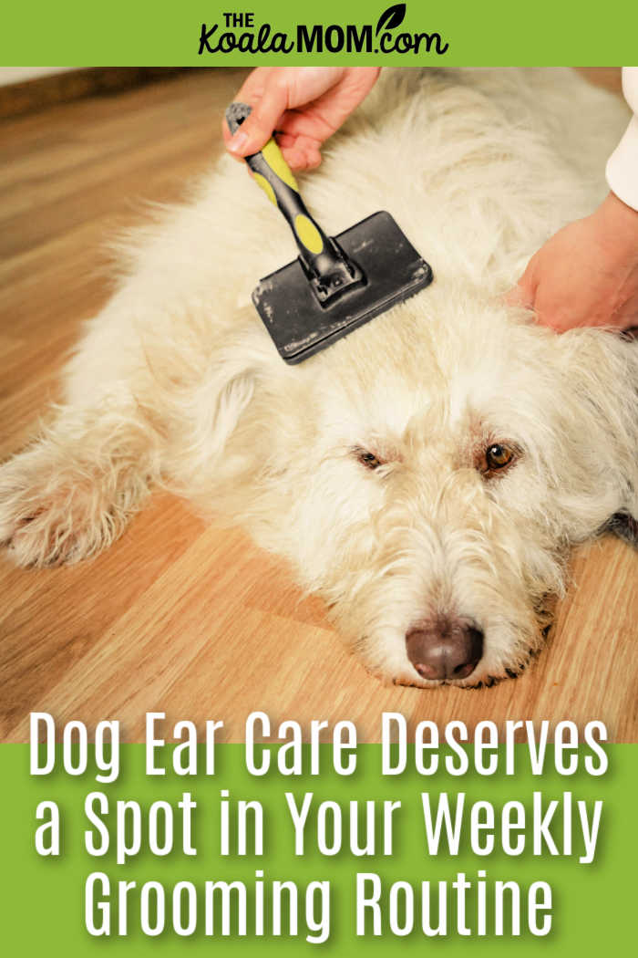 Dog Ear Care Deserves a Spot in Your Weekly Grooming Routine. Photo of fluffy white dog laying on the floor while getting brushed by Yaroslav Shuraev via Pexels.
