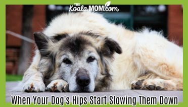 When Your Dog's Hips Start Slowing Them Down. Photo of older, furry white dog laying on the floor by ismail aybey via Pexels.