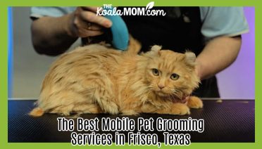 The Best Mobile Pet Grooming Services in Frisco, Texas. Photo of unhappy cat being trimmed by Tima Miroshnichenko via Pexels.